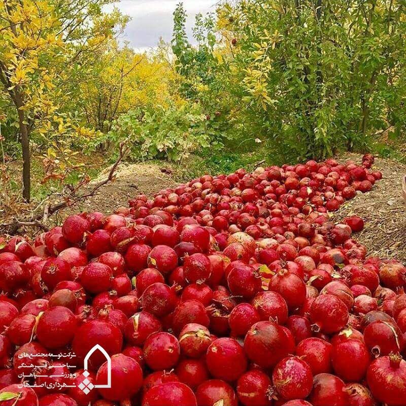 ایران بزرگ‌ترین تولیدکننده انار در دنیا